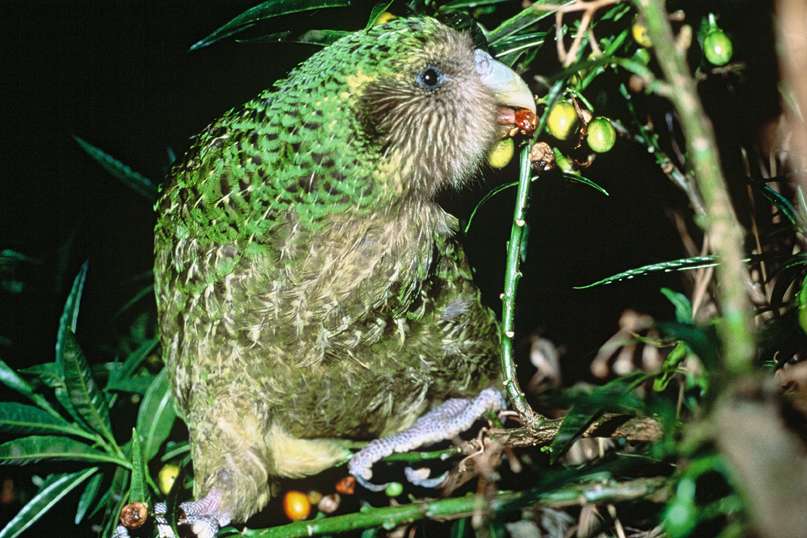 Kakapo named 'Trevor' feasting on poroporo fruit in its natural habitat