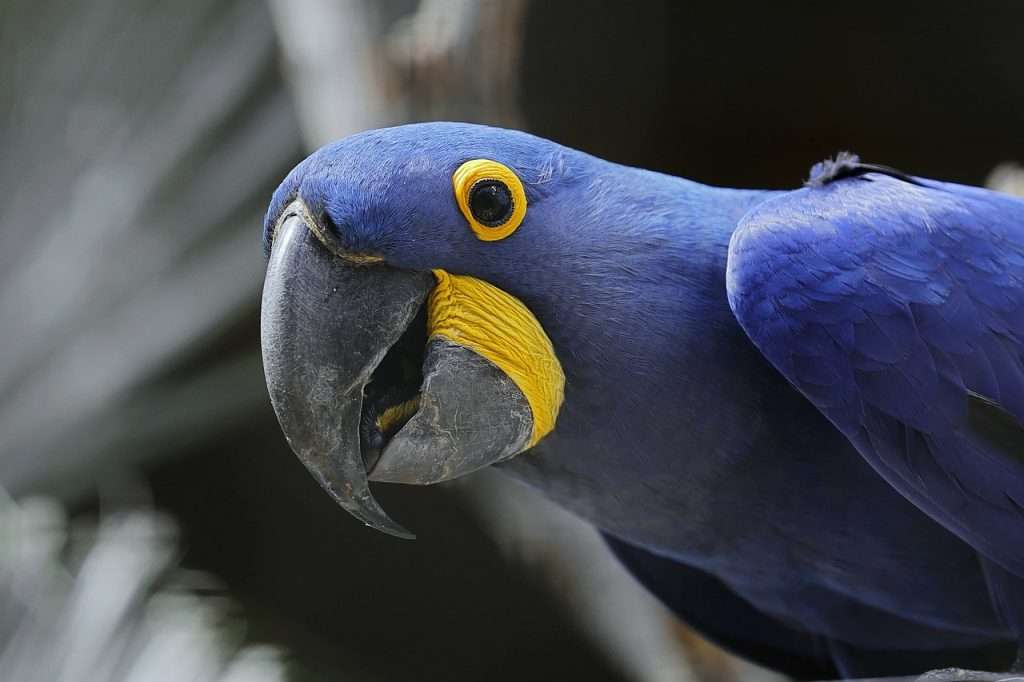 Close-up of a Hyacinth Macaw showing its vibrant blue feathers and distinctive yellow eye ring