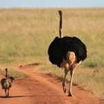 An adult ostrich striding confidently along a dirt path with a juvenile ostrich following behind, set against a backdrop of the grassy savannah.