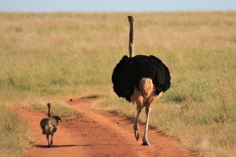 An adult ostrich striding confidently along a dirt path with a juvenile ostrich following behind, set against a backdrop of the grassy savannah.