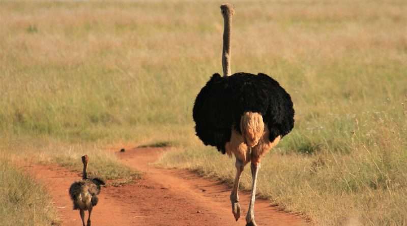 An adult ostrich striding confidently along a dirt path with a juvenile ostrich following behind, set against a backdrop of the grassy savannah.