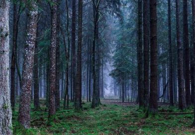 Dense forest with towering pine trees and a ground cover of ferns on a misty day