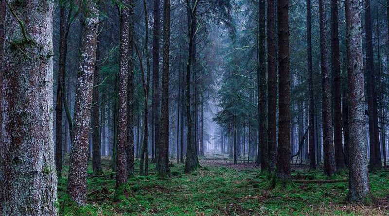 Dense forest with towering pine trees and a ground cover of ferns on a misty day