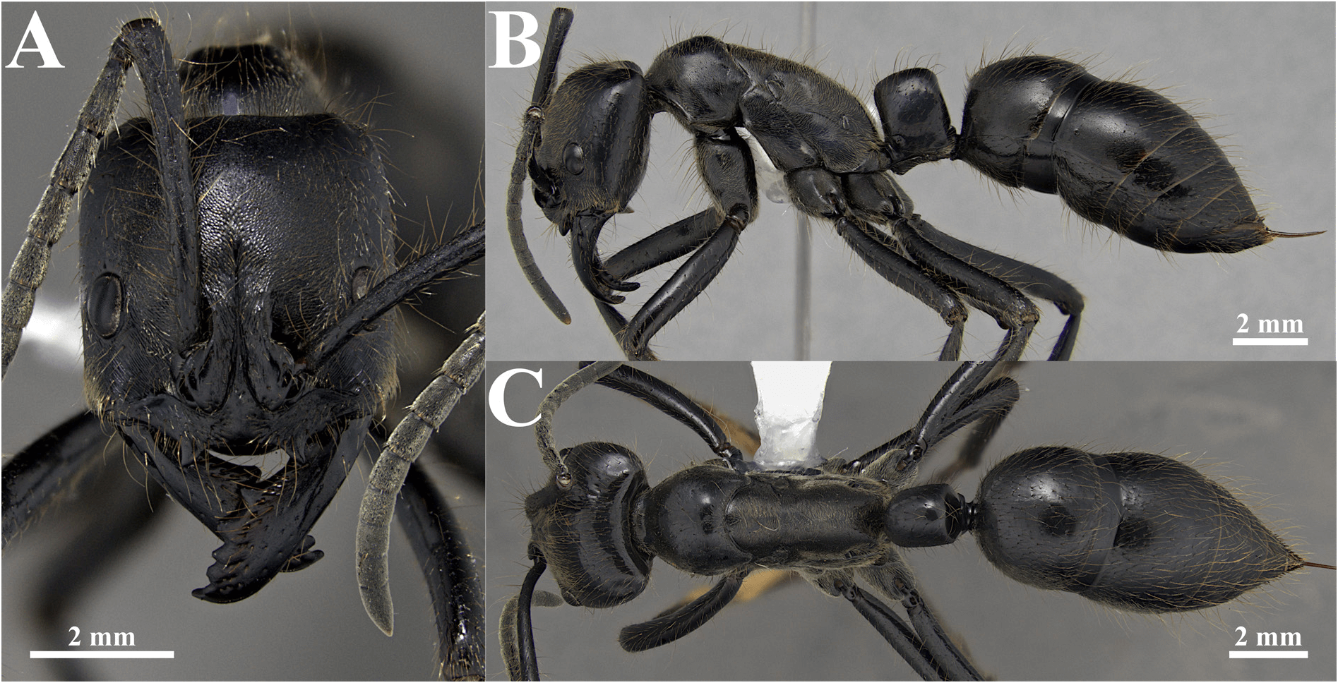 Close-up views of Dinoponera gigantea showing its head, side profile, and dorsal view, with each segment labeled A, B, and C, and a scale bar indicating 2 mm for reference.