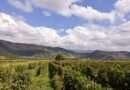 Sunlit vineyard rows in Shakhriani, Kakheti wine region, Georgia