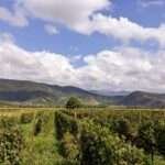 Sunlit vineyard rows in Shakhriani, Kakheti wine region, Georgia