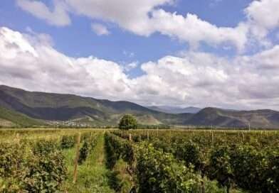 Sunlit vineyard rows in Shakhriani, Kakheti wine region, Georgia