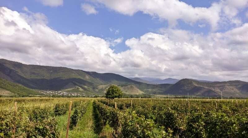 Sunlit vineyard rows in Shakhriani, Kakheti wine region, Georgia