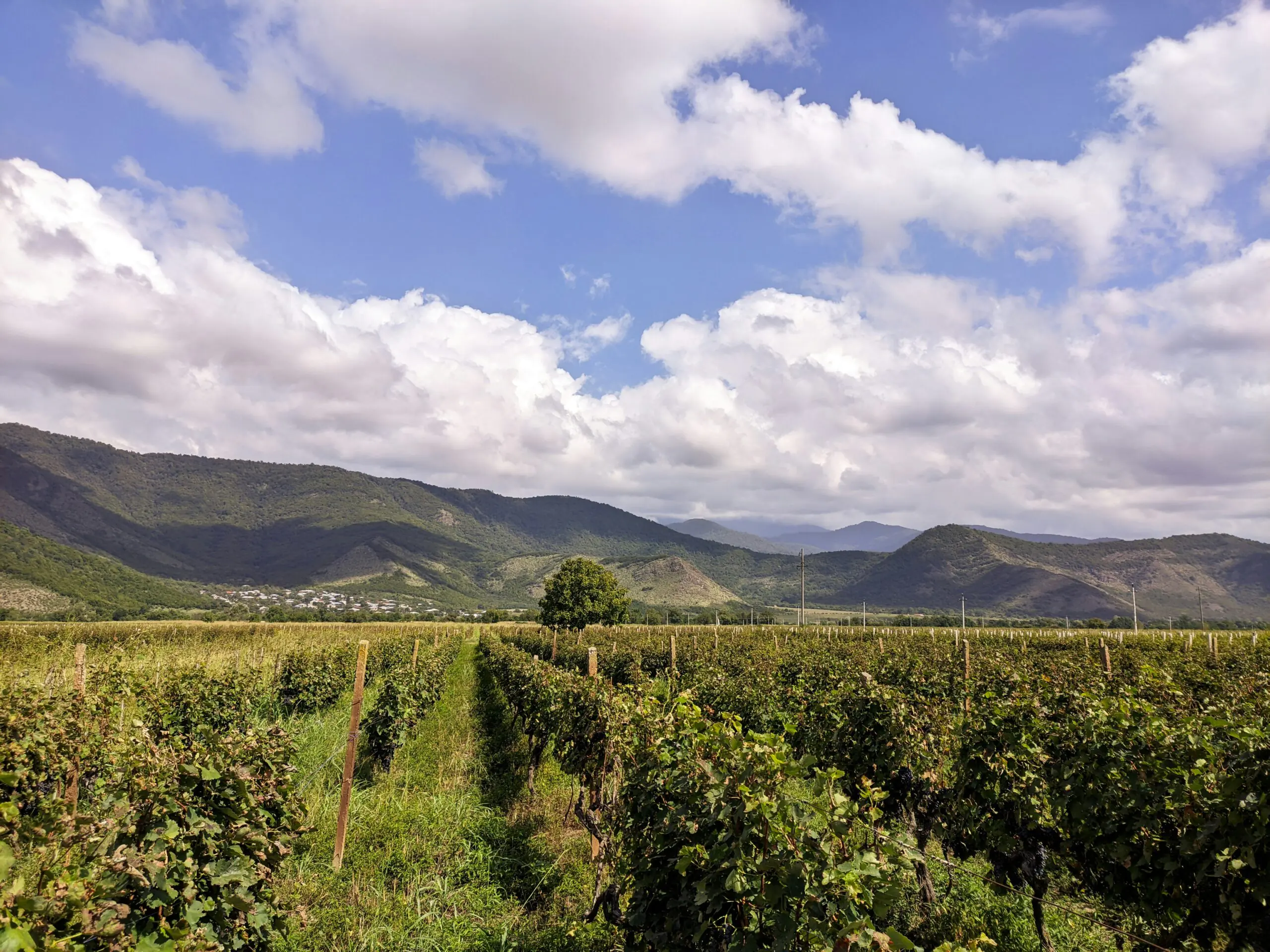 Sunlit vineyard rows in Shakhriani, Kakheti wine region, Georgia