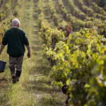 Winegrower harvesting Saperavi grapes in a sun-lit Kakheti vineyard, Georgia