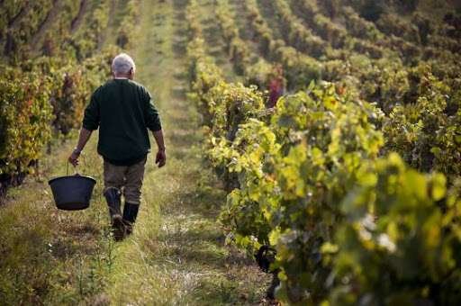 Winegrower harvesting Saperavi grapes in a sun-lit Kakheti vineyard, Georgia