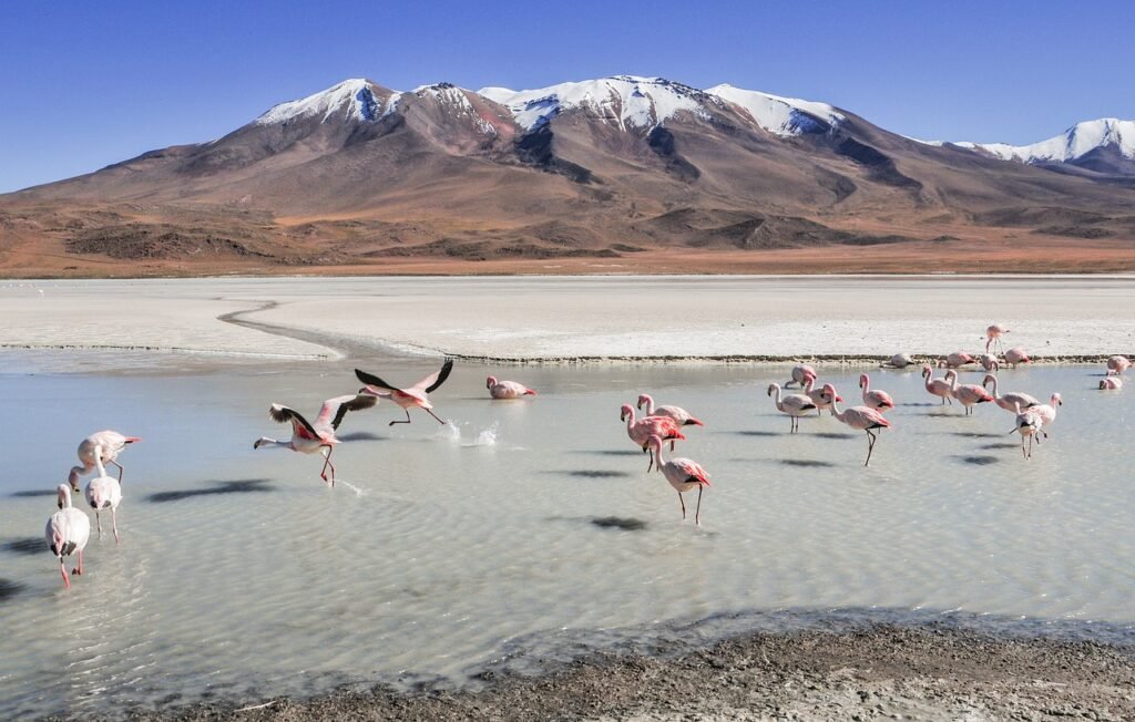 Flamingos feeding in a high-altitude salt lake with snow-capped Andes mountains in Bolivia