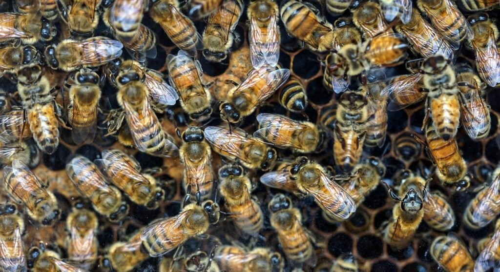 Cluster of honey bee workers on hexagonal comb inside a hive, showing colony density and roles relevant to bee lifespan.