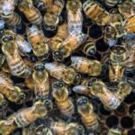Cluster of honey bee workers on hexagonal comb inside a hive, showing colony density and roles relevant to bee lifespan.