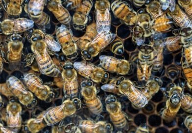 Cluster of honey bee workers on hexagonal comb inside a hive, showing colony density and roles relevant to bee lifespan.