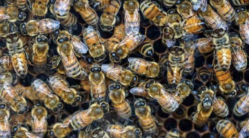 Cluster of honey bee workers on hexagonal comb inside a hive, showing colony density and roles relevant to bee lifespan.