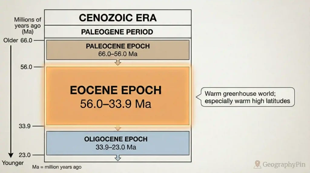 Diagram showing the Eocene Epoch (56.0–33.9 Ma) between the Paleocene and Oligocene in the Paleogene Period.