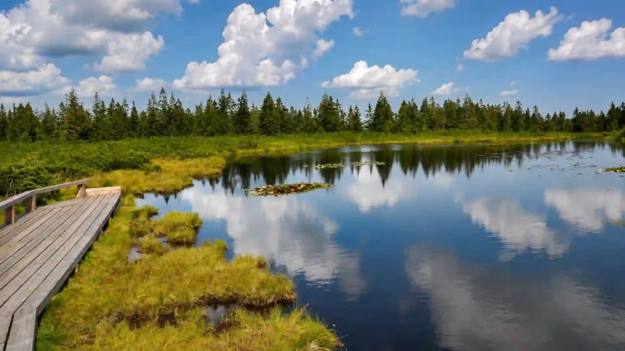 Wooden boardwalk beside dark, shallow pools and peat vegetation at Ribniško jezero in Slovenia’s Pohorje massif.
