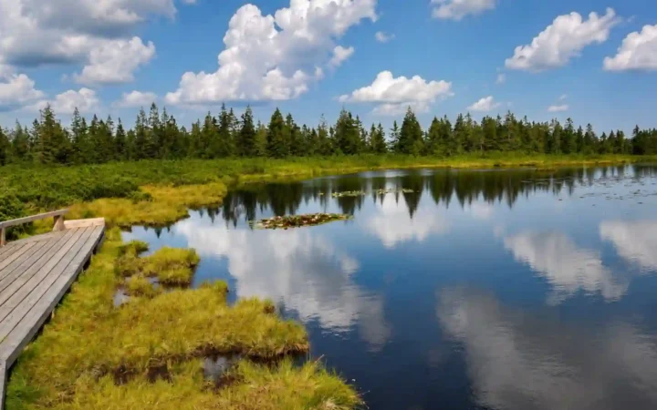 Wooden boardwalk beside dark, shallow pools and peat vegetation at Ribniško jezero in Slovenia’s Pohorje massif.