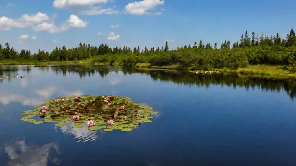 Dark open-water pool with flowering water lilies, peat vegetation and conifer forest at Ribniško jezero.